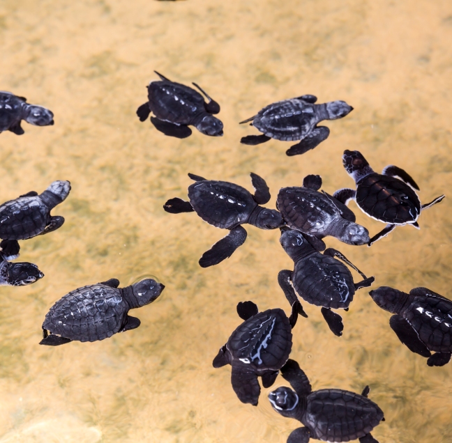 Kosgoda Turtle Hatchery