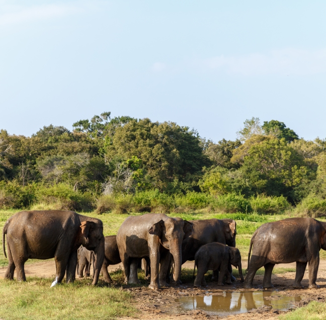Yala National Park